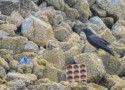 A raven on some rocks